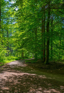 Utrechts Landschap