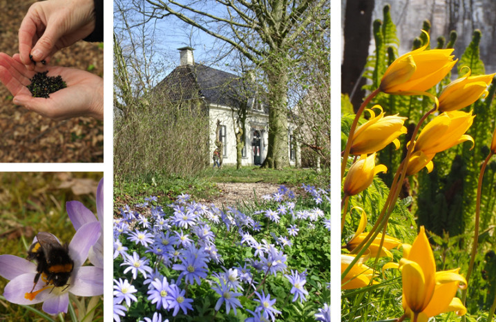Collage met foto's van voorbeelden van stinzenplanten