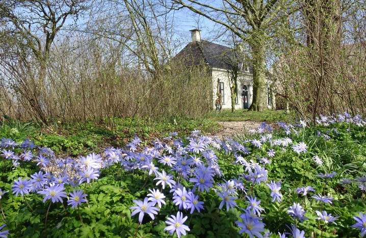 Stinzenplanten