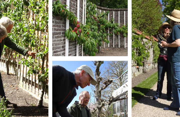 Vrijwilligers die zich bezighouden met leifruit