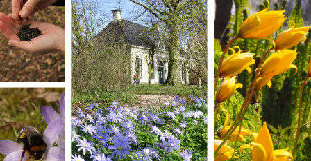 Collage met foto's van voorbeelden van stinzenplanten