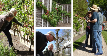 Vrijwilligers die zich bezighouden met leifruit